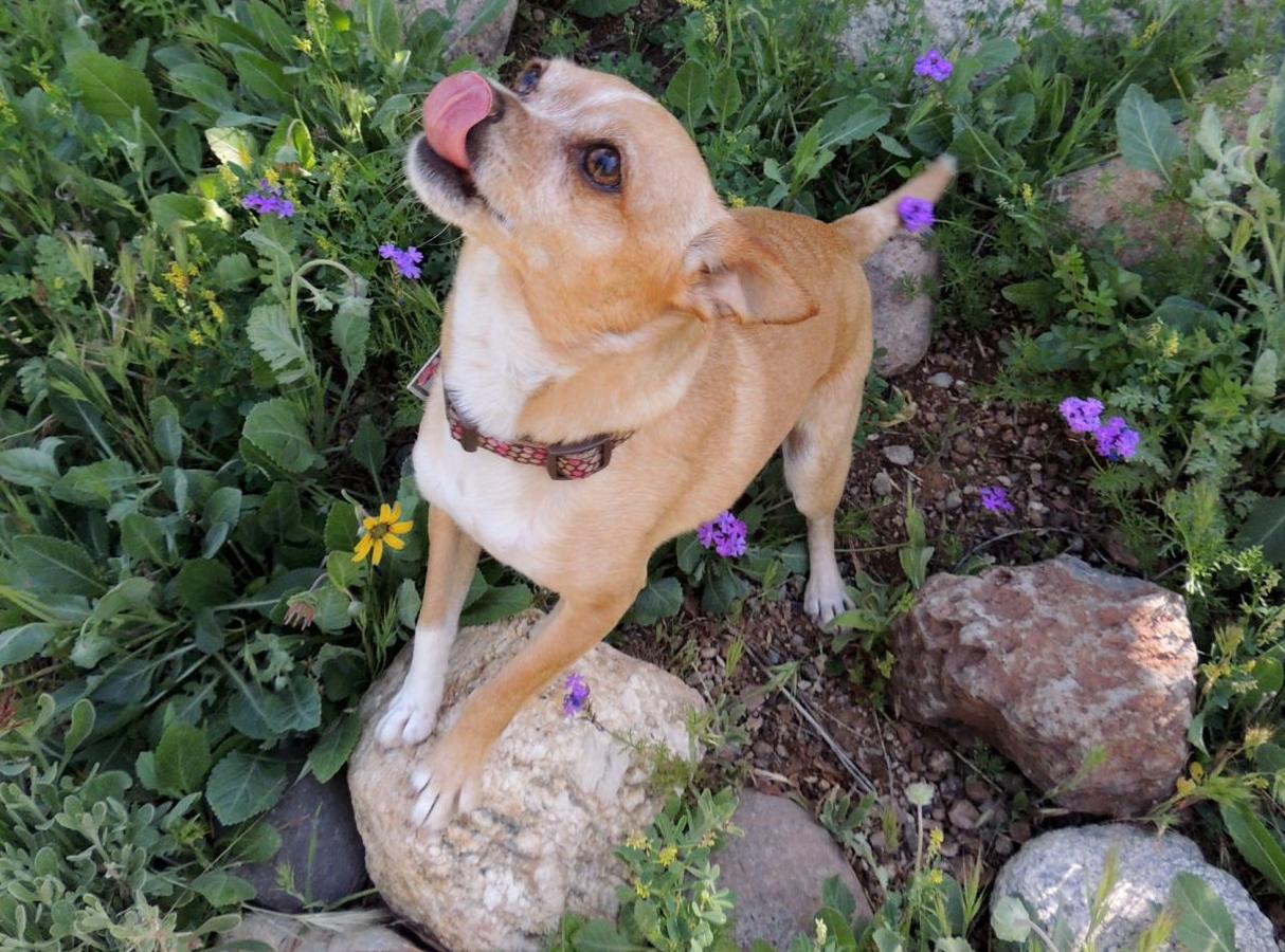 Dog Days of Summer